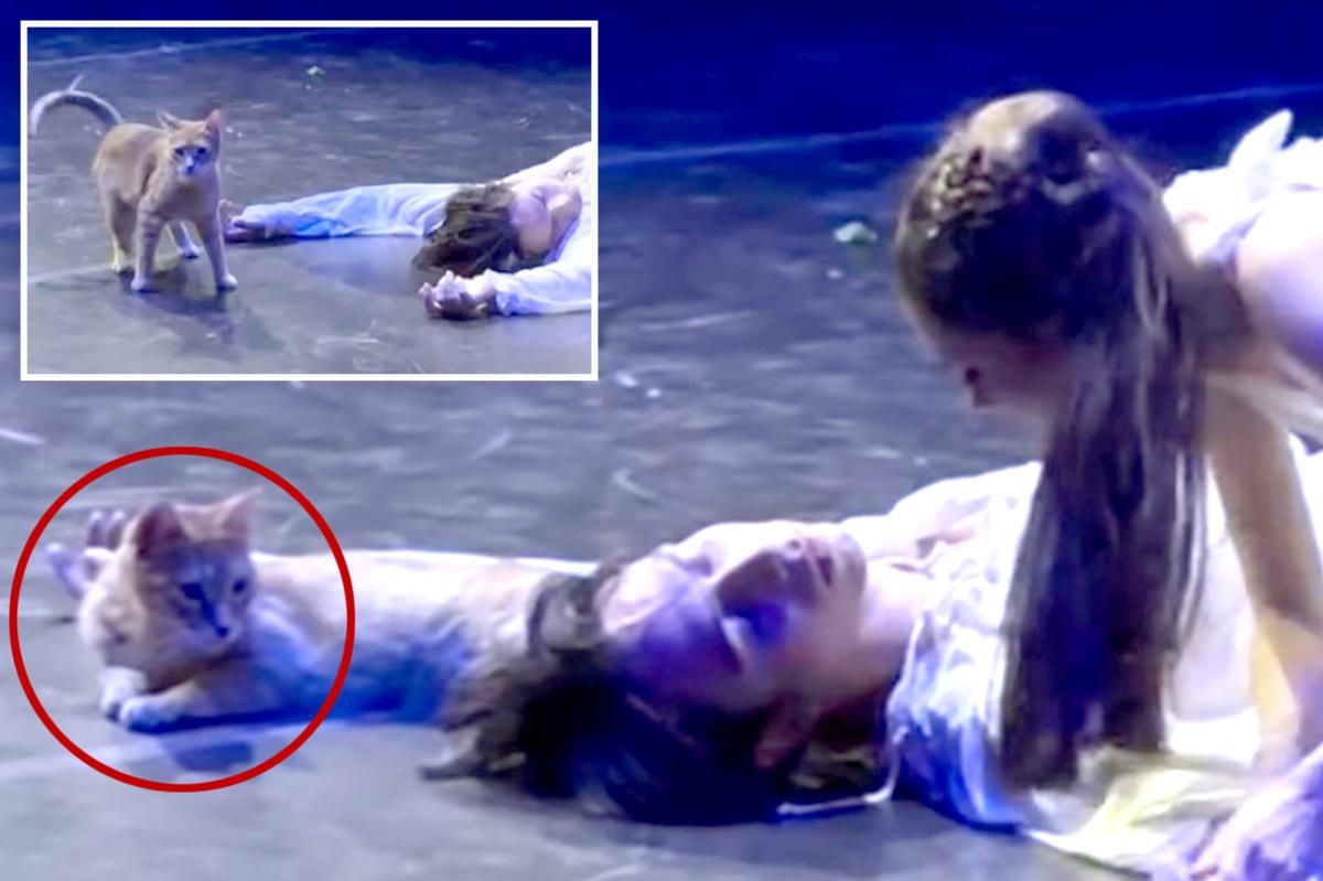 Stray Cat Steals the Show During 'Romeo and Juliet' Ballet Performance