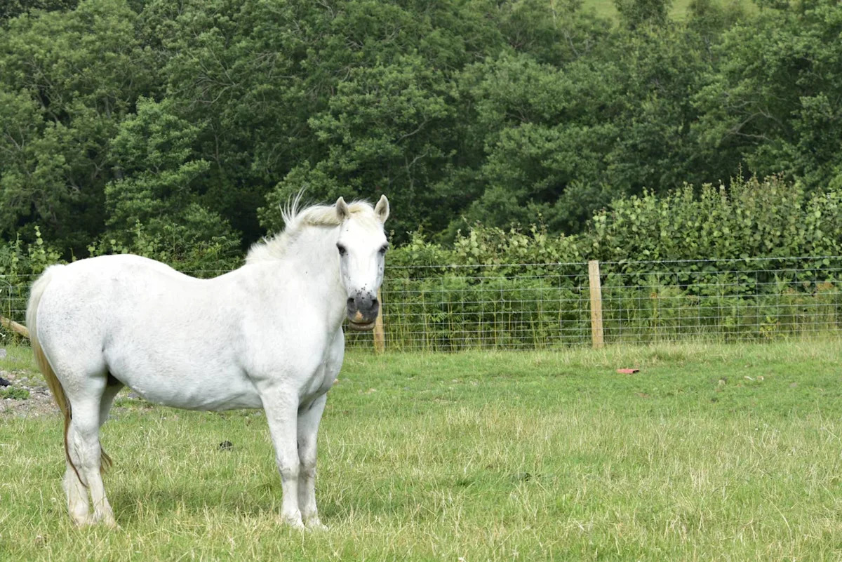 Rare Foal Jumanji Born to Two White Horses with Unique Leopard Spots