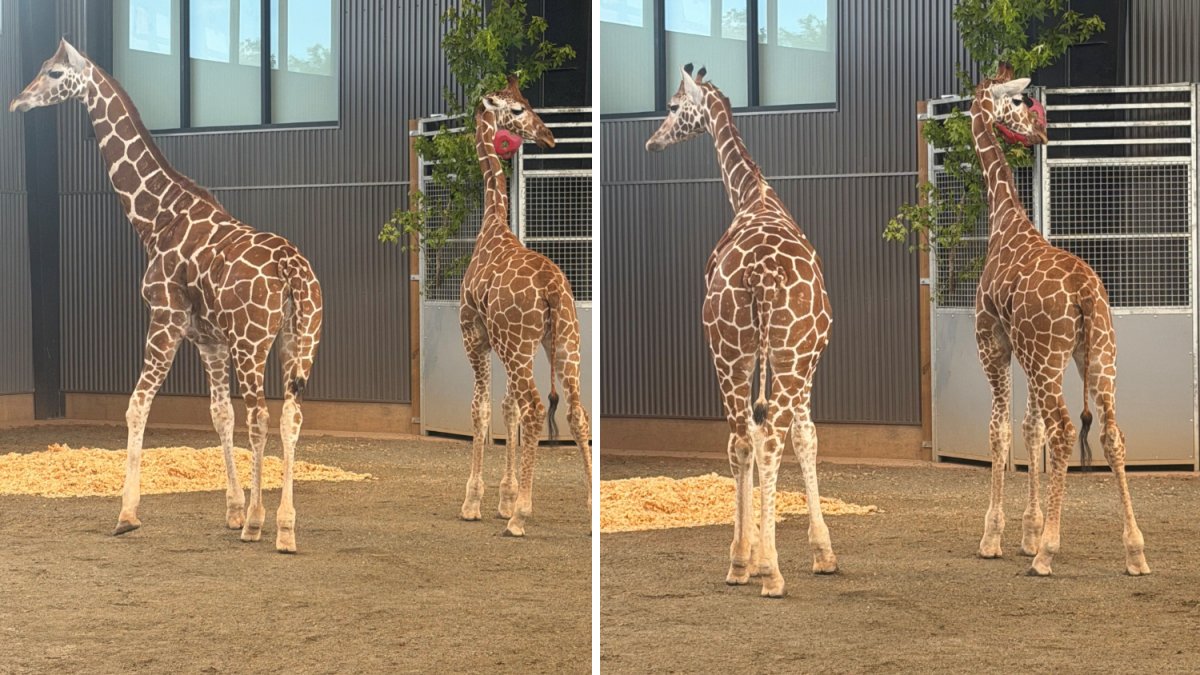Missing Natural Bridge Zoo Giraffe Calves Found Safe After Year-Long Search